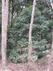 Quercus myrsinifolia