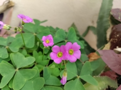 Oxalis latifolia