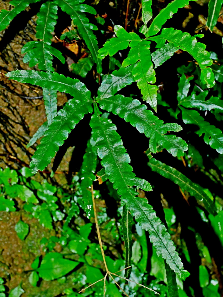 Pteris cadieri