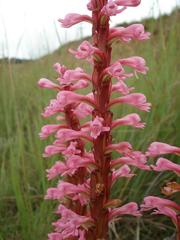 Satyrium macrophyllum