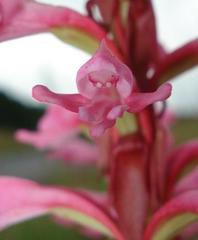 Satyrium macrophyllum