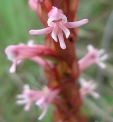 Satyrium macrophyllum