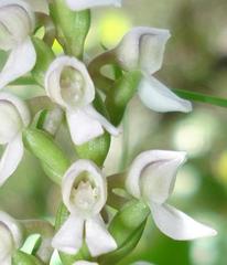 Brownleea parviflora