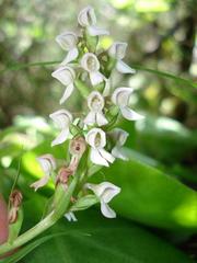 Brownleea parviflora