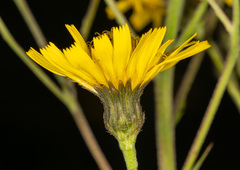 Hieracium laevigatum
