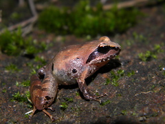 Malabar Indian Frog photo 5