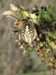 Neoscona byzanthina