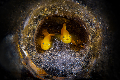 Lubricogobius exiguus