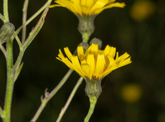 Hieracium laevigatum