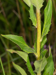 Hieracium laevigatum