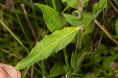 Hieracium laevigatum