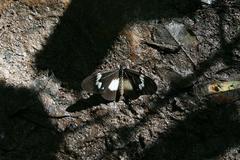 Acraea aganice aganice