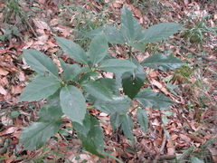 Aucuba japonica