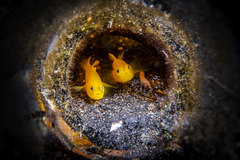 Lubricogobius exiguus