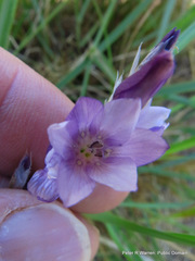 Dierama floriferum