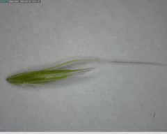 Calamagrostis varia