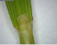 Calamagrostis varia