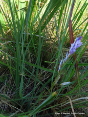 Dierama floriferum