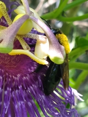 Xylocopa virginica image