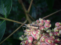 Pselliopus cinctus