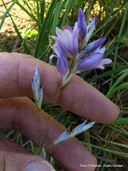 Dierama floriferum