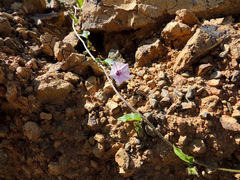 Ipomoea sinensis blepharosepala