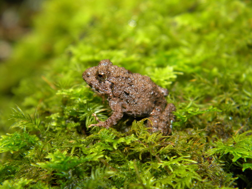 Kerala Indian Frog, Walkerana phrynoderma