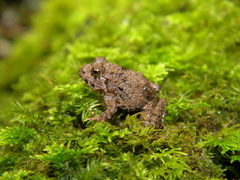 Kerala Indian Frog photo 3
