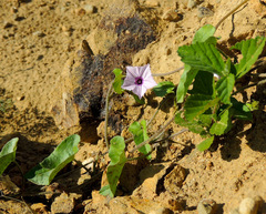 Ipomoea sinensis blepharosepala