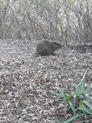 Thryonomys swinderianus