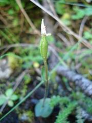 Disperis macowanii
