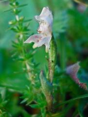 Disperis macowanii