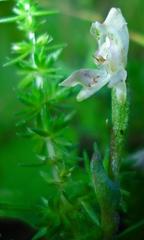 Disperis macowanii
