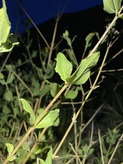 Aldama cordifolia