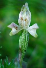 Disperis macowanii