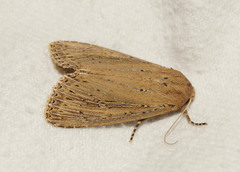 Nonagria typhae