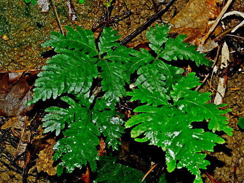 Pteris grevilleana iNat (2)