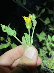 Aldama cordifolia