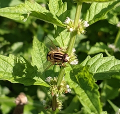 Helophilus trivittatus