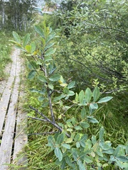 Salix kochiana