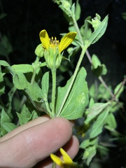 Aldama cordifolia