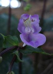 Disperis virginalis