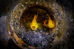 Lubricogobius exiguus