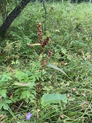 Rumex aquaticus