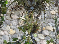 Tillandsia achyrostachys