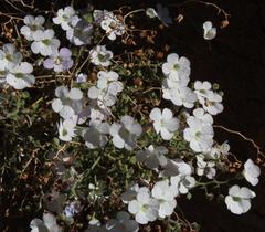 Jamesbrittenia ramosissima