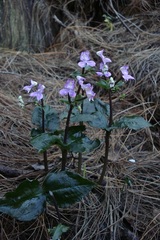 Disperis virginalis