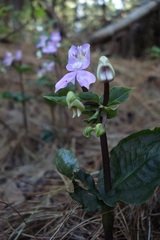 Disperis virginalis
