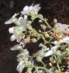 Jamesbrittenia ramosissima