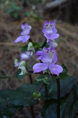 Disperis virginalis